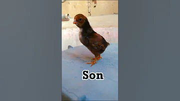 Aseel Murga Ki Tiktok Video Fihter Aseel Breeds Short Aseel Murga 