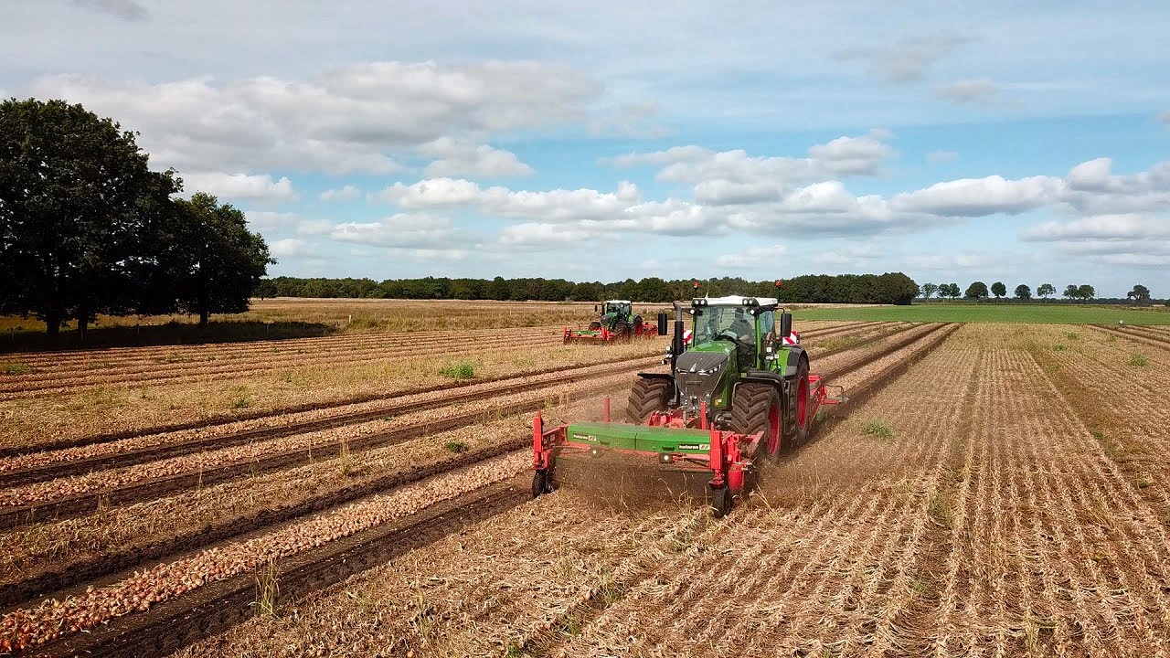 Uien rooien met Landbouwbedrijf Warmelts Fendt 930 Fendt 824 Holaras 3 meter! #onion #harvest #fendt