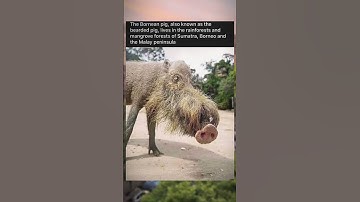 Enhance Your Creativity with Video Editing Tools