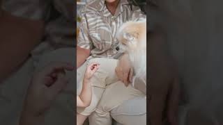 Healthy Puppy Shopping: A Real-World Guide