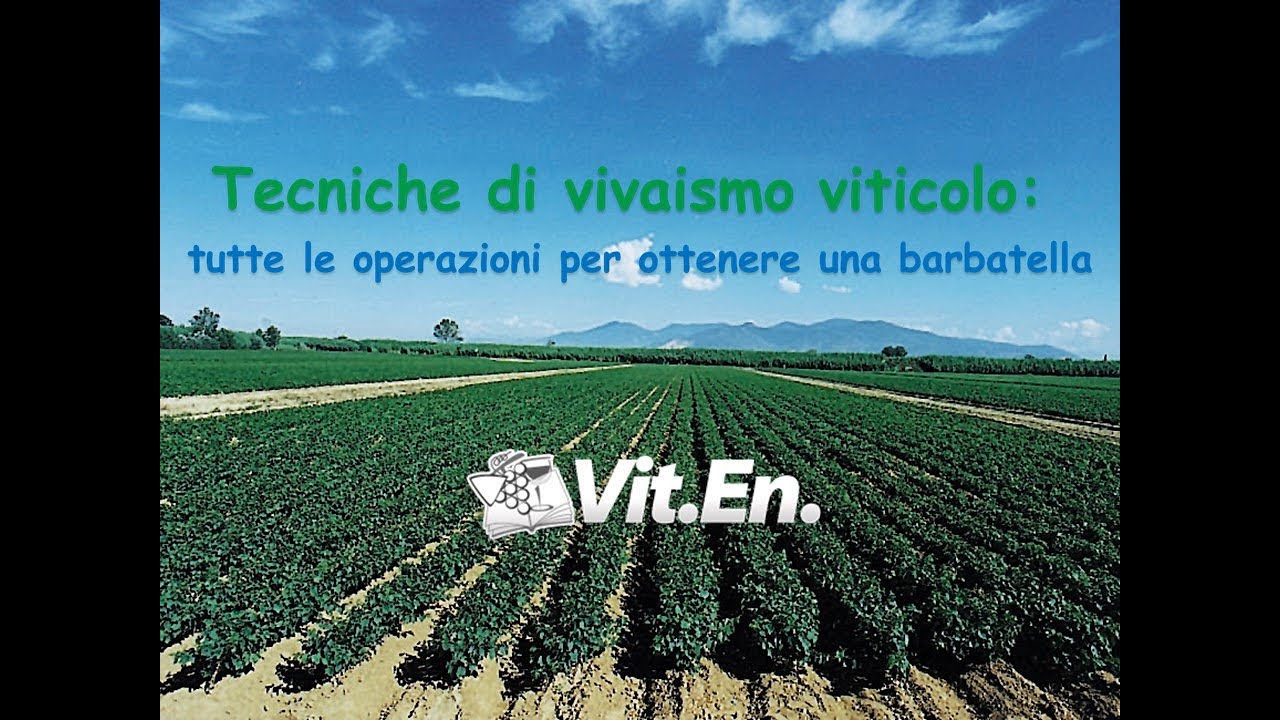 Vivaismo viticolo - tutte le operazioni per ottenere una barbatella