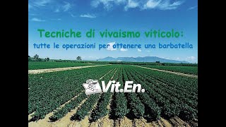 Vivaismo viticolo - tutte le operazioni per ottenere una barbatella