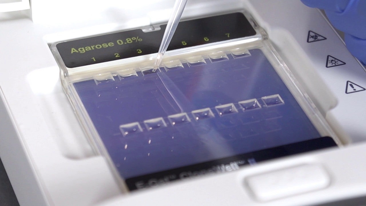How to Purify DNA from an Agarose Gel (E-Gel CloneWell II)