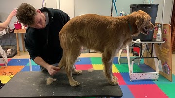 Assignment D6 using an undercoat rake