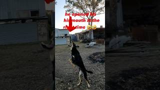 his not closing his mouth #dog #adorabledog #funnydog #kelpie #