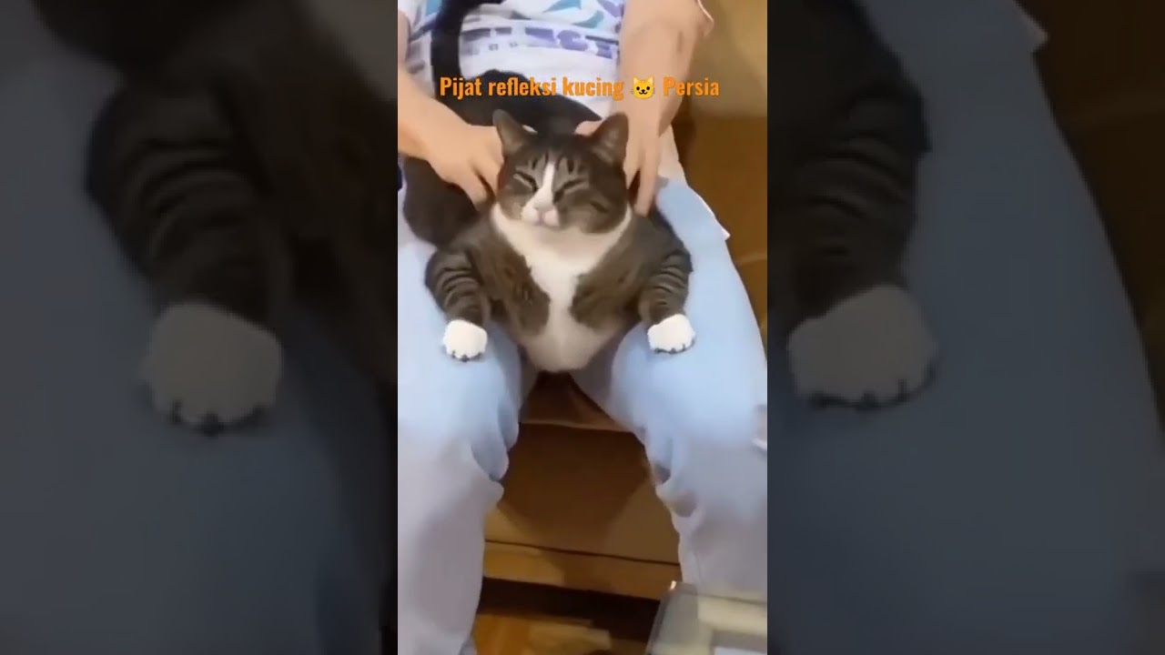 pijat refleksi kucing 🐱 Persia