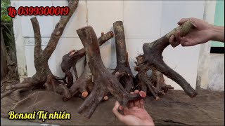 Giao lưu lô phôi Hải châu và cây mai rừng xù đẹp 26-07 .|. Bonsai Tự nhiên