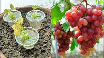 Best Skills how to grow Grape tree from grape fruit in water
