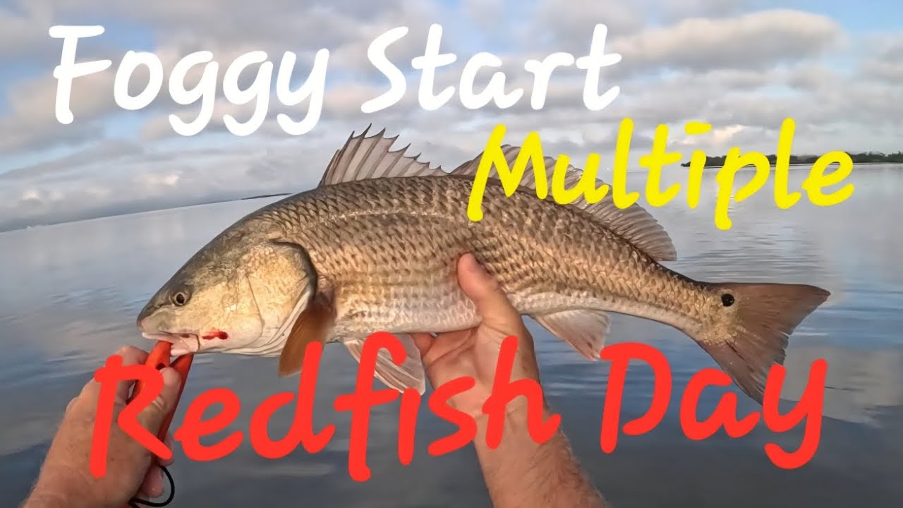 Multiple Red Fish Foggy Start Multiple Redfish Day Hobie Saltwater Fishing Pine Island ...