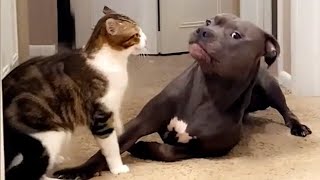 Try Not To Laugh 😅 Funniest Cats and Dogs 😄 Funniest Animals part 5 by Meow Meow Productions 319 views 3 months ago 22 minutes