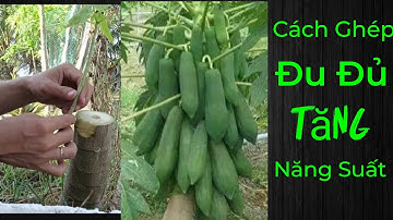Cách Ghép Đu Đủ Giúp Năng Suất Cao Nhất