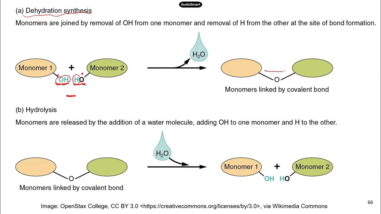 TEAS 7. Macromolecules_Part 1 synthesis and break down of
