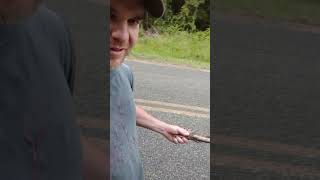 Petting a Giant Rattlesnake Part 2! #shorts #viral #deercampproductions #snake