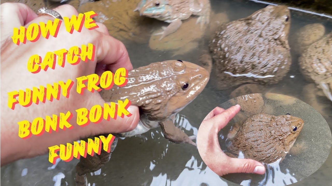 How We Catch Funny frog - YouTube