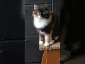 ВОР ВАРЕНЬЯ ПОЙМАН С ПОЛИЧНЫМ