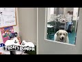 シャンプーへ行ったアランとお利口にお留守番をしたルンルン　Great Pyrenees　グレートピレニーズ