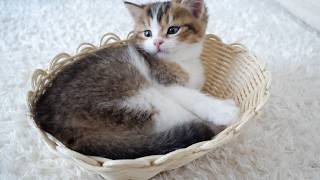 Kitten Nico fits nicely in the basket that will be passed down to my family.