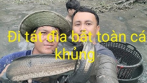 301 | Đi tát đìa bắt toàn cá khủng | quê hương miền tây: