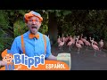 🦩Blippi Alimenta y Juega Con Animales en el Zoo🦩 | Canciones para niños | Canciones educativas