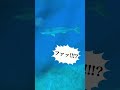 人間サイズの魚が登場