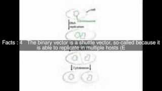 Transfer DNA binary system Top  #11 Facts