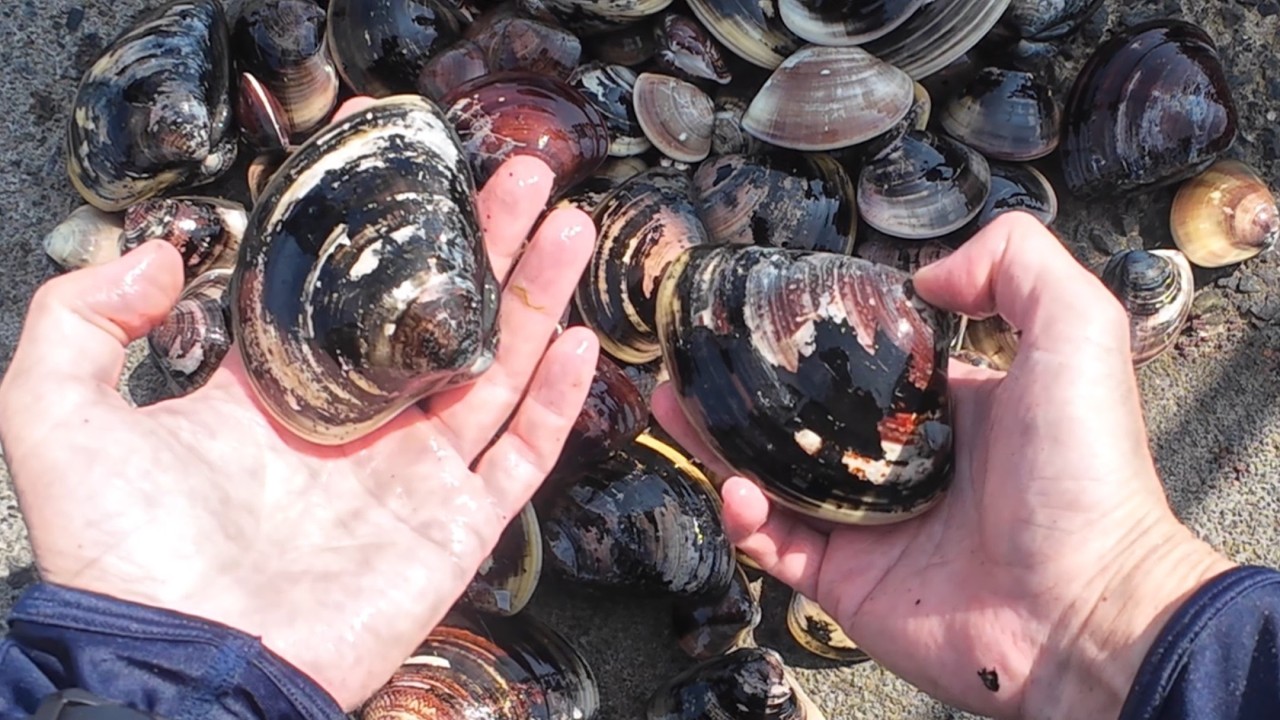 潮干狩りの猛者は、道具も結果もすごかった！！