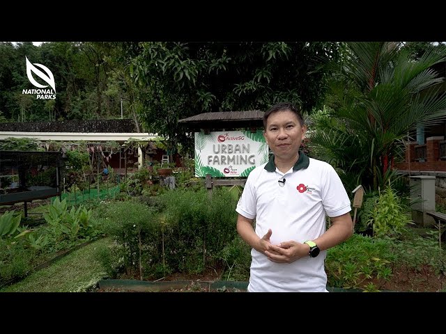 The Garden Invasion Series: ActiveSG Woodlands Sports Centre Community Garden