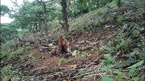 cuab Qaib qus mag zoo kawg, bẫy gà rừng mới nhất bội tơ ham mái và cái kết