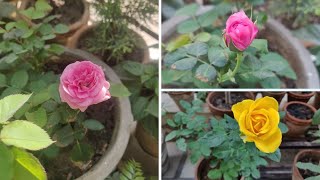 Watering Rose  Watering tips for Rose plant  गुलाब को पानी देने का सही तरीका