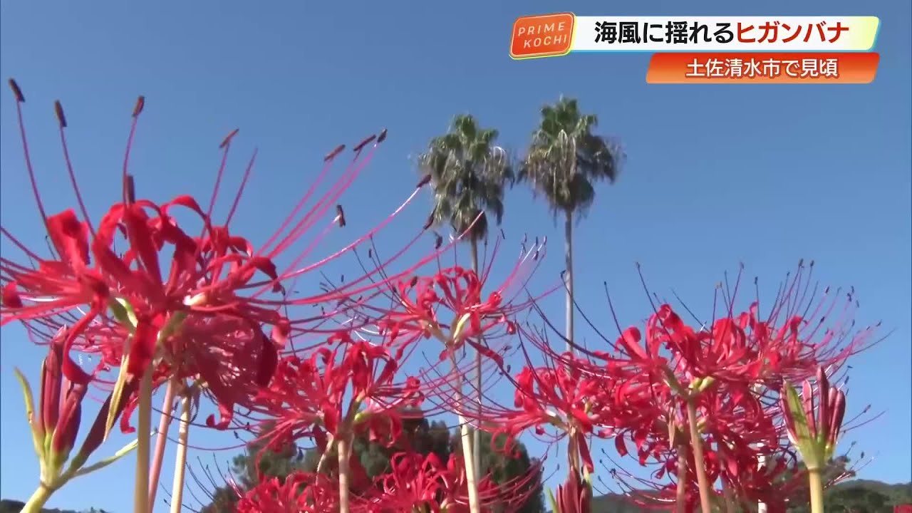 土佐清水市】海風に揺れる赤い『ヒガンバナ』 足摺海洋館そばで見頃