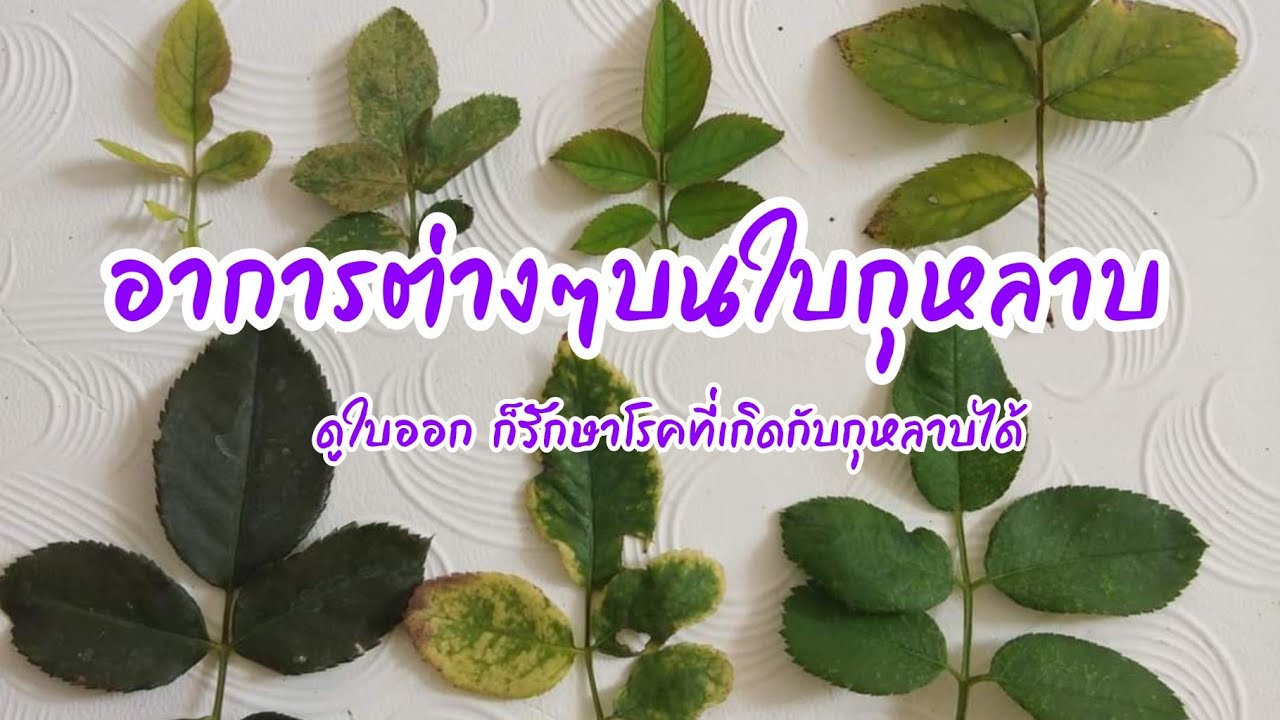สอนดูอาการที่เกิดขึ้นกับใบกุหลาบ | EP.296 | คนบ้ากุหลาบ