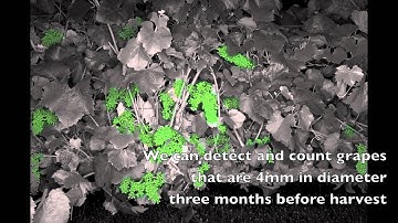 Yield Estimation in Vineyards by Visual Grape Detection