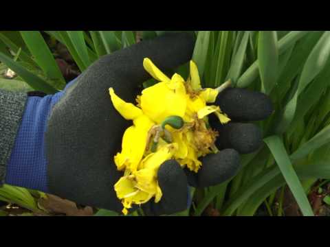 Care for spring-flowering bulbs after flowering