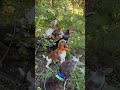 Hard to beat this view! #wildlife #hunting #divorceddadrock #music #bear #pets #dogs #puppies #doggy