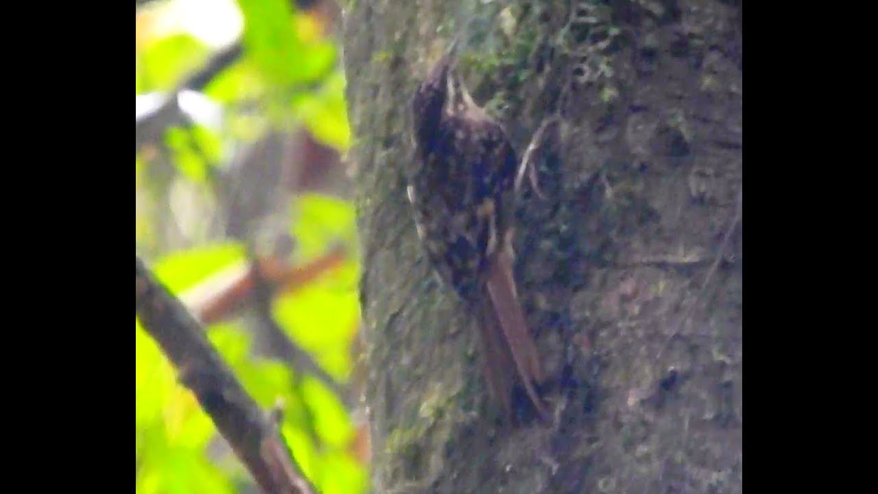 Brown-throated Treecreeper 