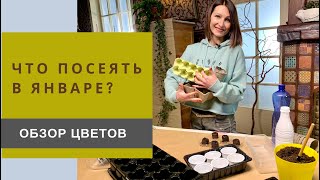 Что посеять в январе и феврале на рассаду?