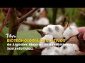 Biotecnología en Cultivos de Algodón: Mejoras en Rendimiento - TvAgro por Juan Gonzalo Angel