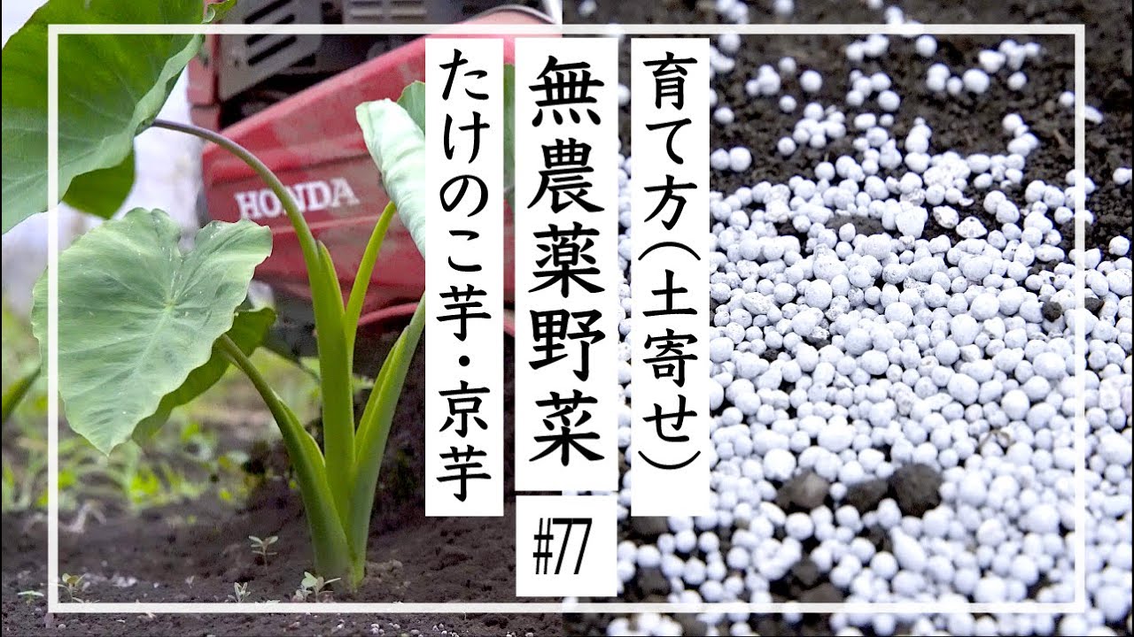 無農薬野菜 無農薬野菜で田舎暮らし たけのこ芋 京芋 77 Youtube