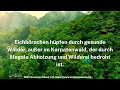 ALLE Wälder ... by Susanne