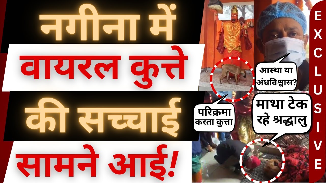 नगीना में कुत्ते ने क्यों की परिक्रमा?। nagina viral dog । nagina news । bijnor news। bijnor khabar