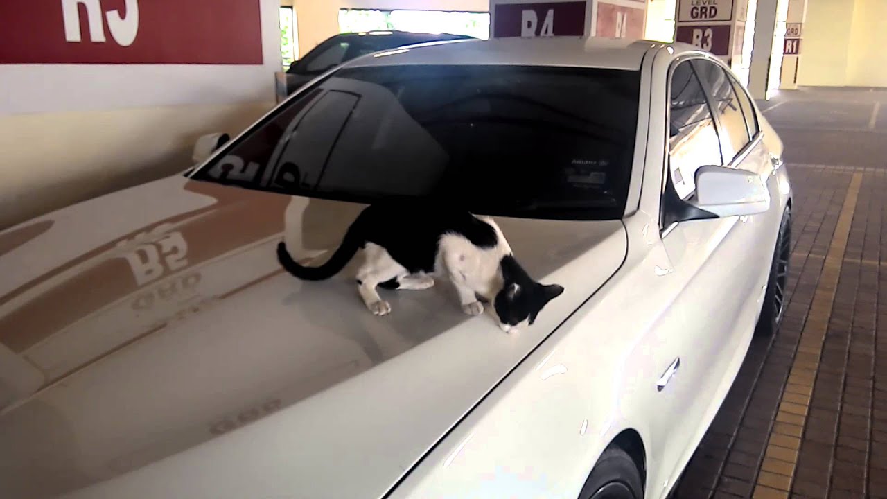 Bmw tis cats
