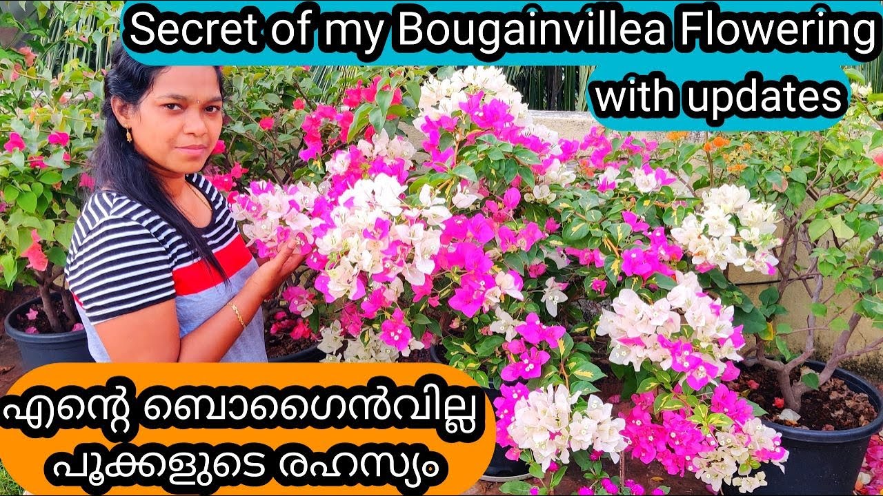 7 Secret Tips for 500% more Flowering in Bougainvillea | ബൊഗൈൻവില്ല ചെടി ഒത്തിരി പൂവിടാൻ 7 ടിപ്സ്