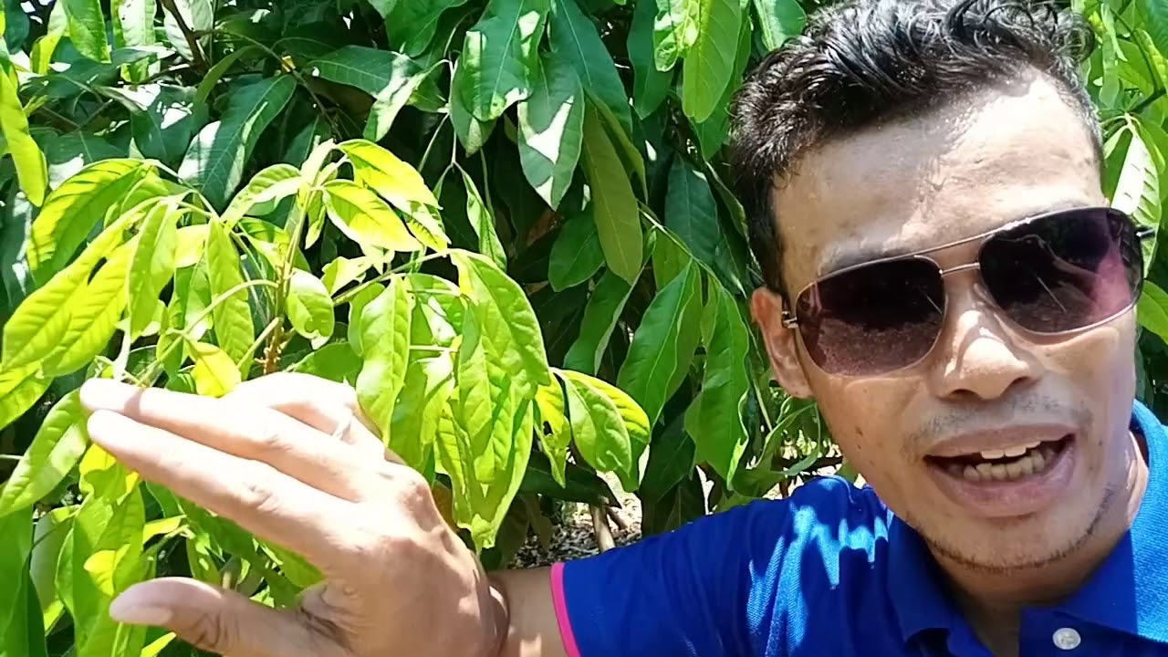 เปิดตาดอกลำไยนอกฤดู ตอนแตกใบอ่อน