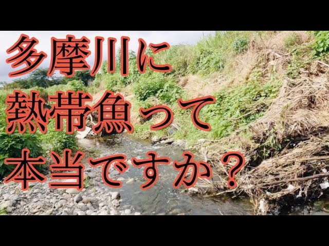 検証 多摩川支流で熱帯魚探し 真っ赤な影の正体は Youtube 検証 多摩川支流で熱帯魚探し 真っ赤な影の正体は Youtube