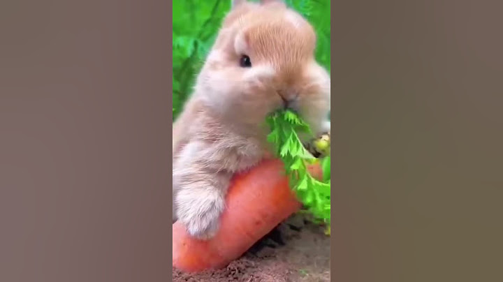 Cute rabbit and carrot 😋😂|#youtubeshorts #catlover #viralshorts