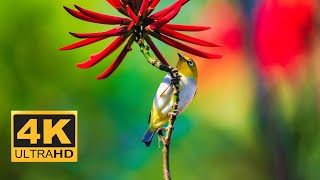 Colorful Birds in 4K UHD| Wild Birds with beautiful Nature Sound|