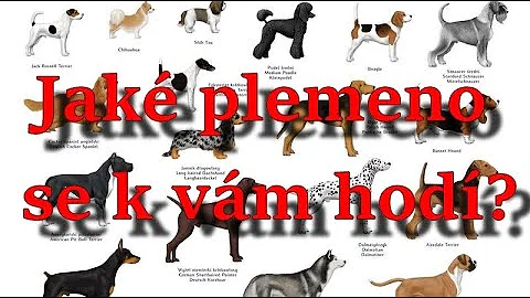 Jak opakované připařování plemene cizího plemene?
