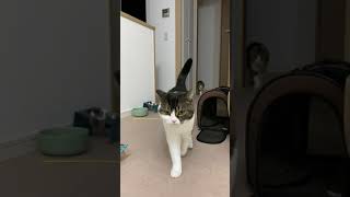 夜中開催ネコの大運動会🐈 #shorts