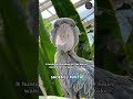 Burung Shoebill dengan Paruh Unik | The Shoebill Stork with Its Unique Beak