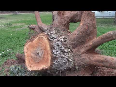 Removing a Pecan Tree Stump with Chainsaws and Winch - YouTube